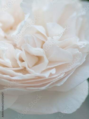 romantic macro shot of beautiful white rose flower. floral blur background