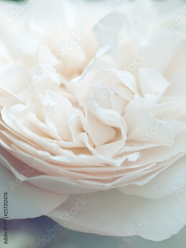 romantic macro shot of beautiful white rose flower. floral blur background