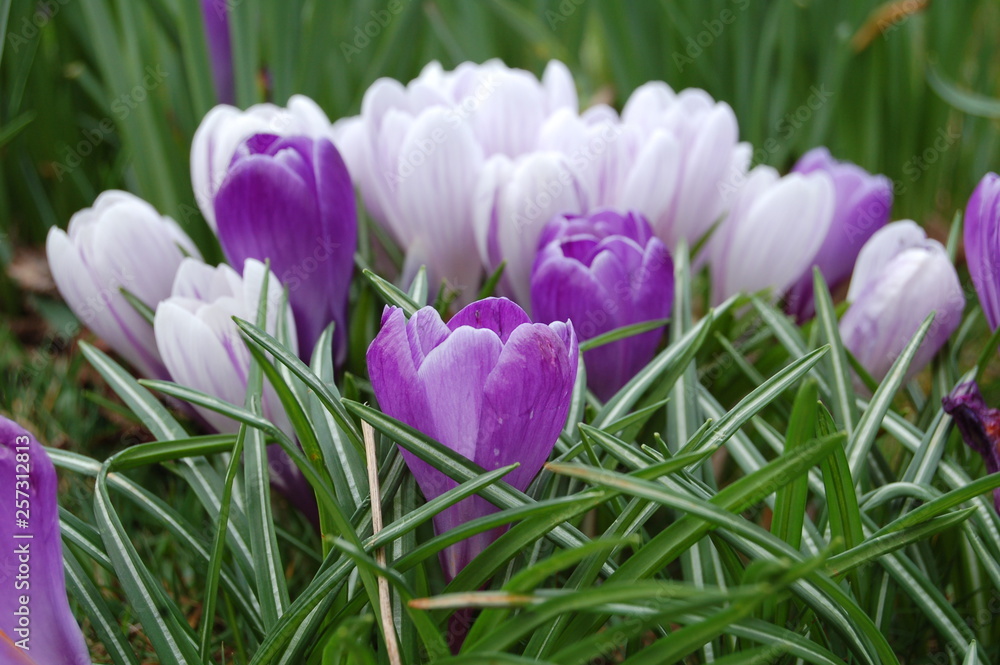 crocuses