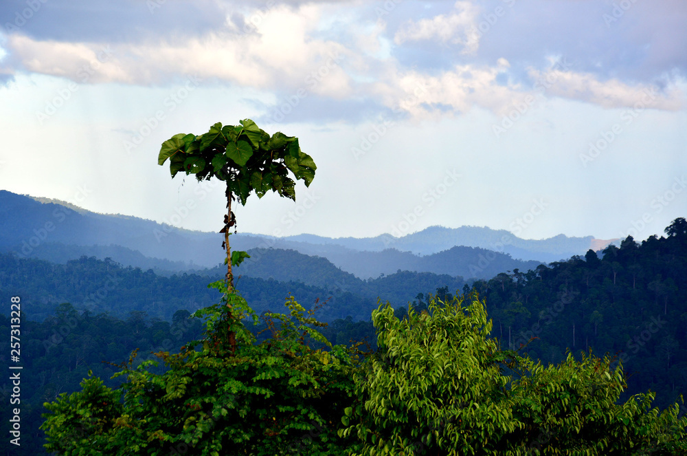 Obraz premium Scenic view of primary rain forest in lowland Danum Valley, Sabah Borneo, Malaysia. One of the few primary rainforest around the globe.
