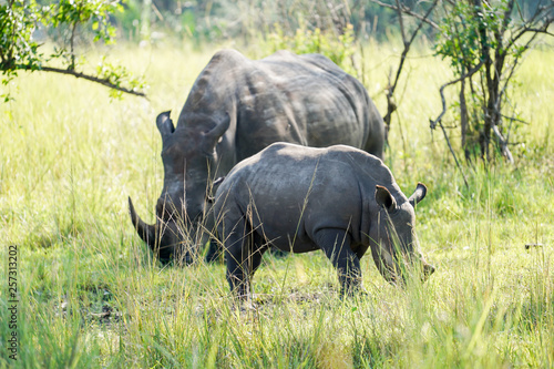 Family Rhino in Uganda