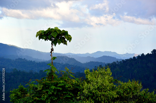 Scenic view of primary rain forest in lowland Danum Valley, Sabah Borneo, Malaysia. One of the few primary rainforest around the globe.
