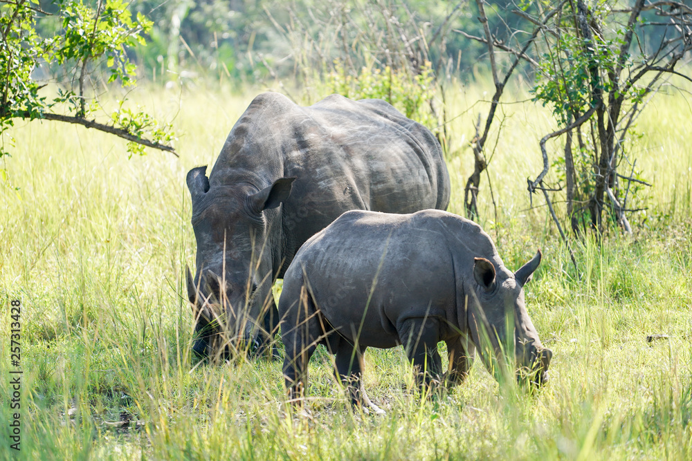 Fototapeta premium Family Rhino in Uganda