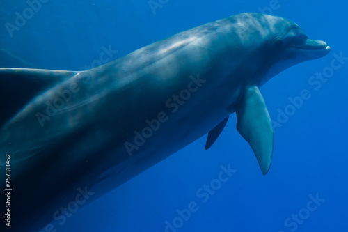 Dolphin swimming with divers in the Red Sea  Eilat Israel