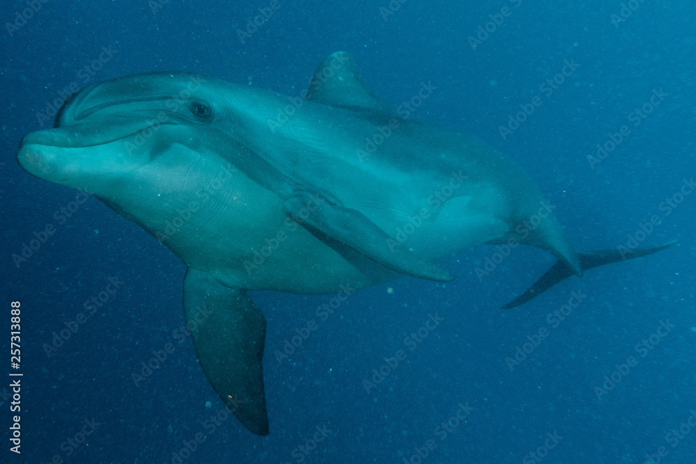 Obraz premium Dolphin swimming with divers in the Red Sea, Eilat Israel