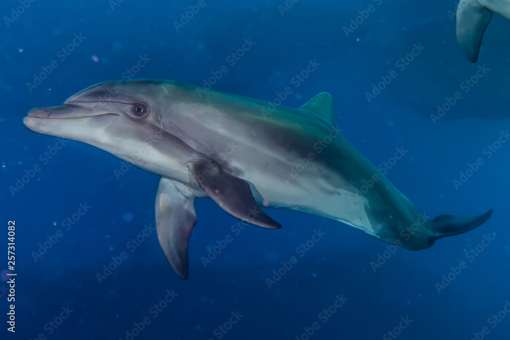 Obraz premium Dolphin swimming with divers in the Red Sea, Eilat Israel