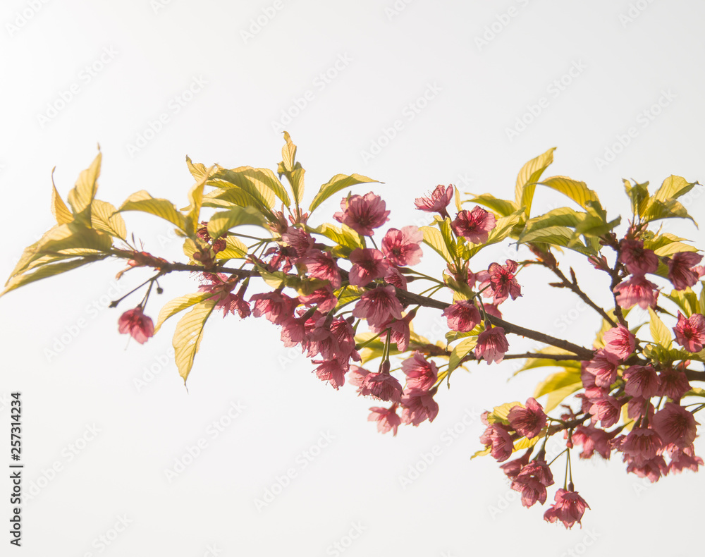 Branch of Peach Tree Branch of Peach Tree