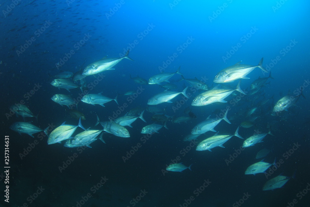 Fototapeta premium Underwater coral reef and fish in ocean 