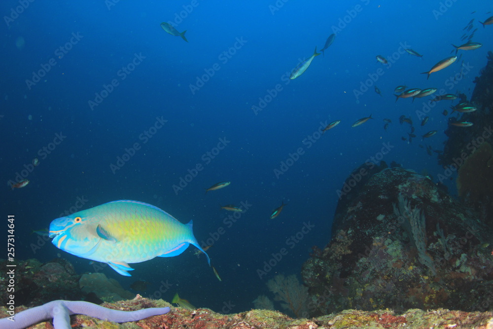 Fototapeta premium Underwater coral reef and fish in ocean 