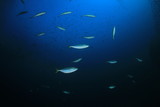Mackerel fish hunting sardines shoal 