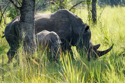 Family Rhino in Uganda