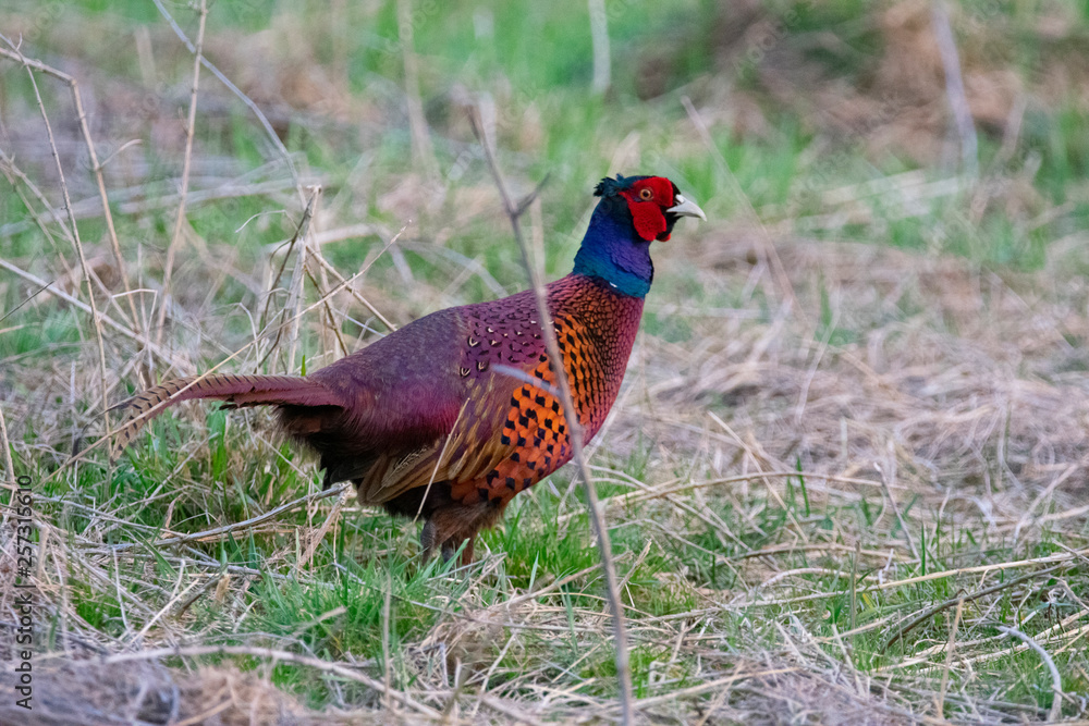 Fototapeta premium Pheasant in quest for food in the evening