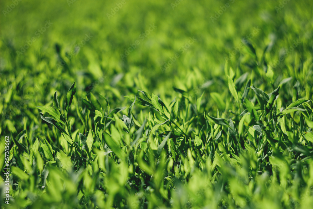 Abstract image of green grass under bright sunlight. Selective focus, film effect and author processing. Abstract image of green grass under bright sunlight. Selective focus, film effect and author processing.