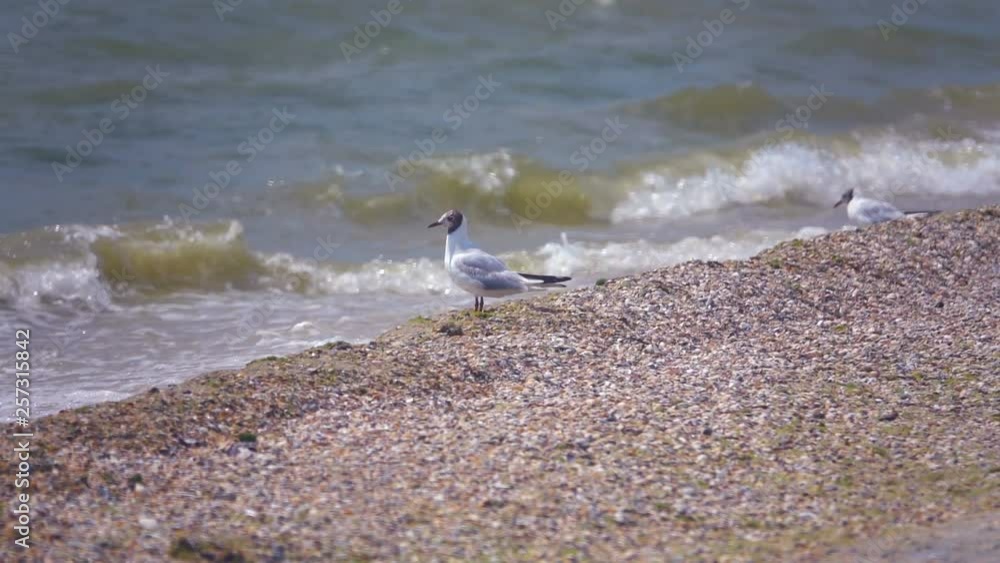 Seagull on the beach on the sandy seashore. Slow Motion Seagull on the beach on the sandy seashore. Slow Motion
