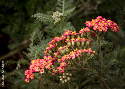 Yarrow Bloom, Red