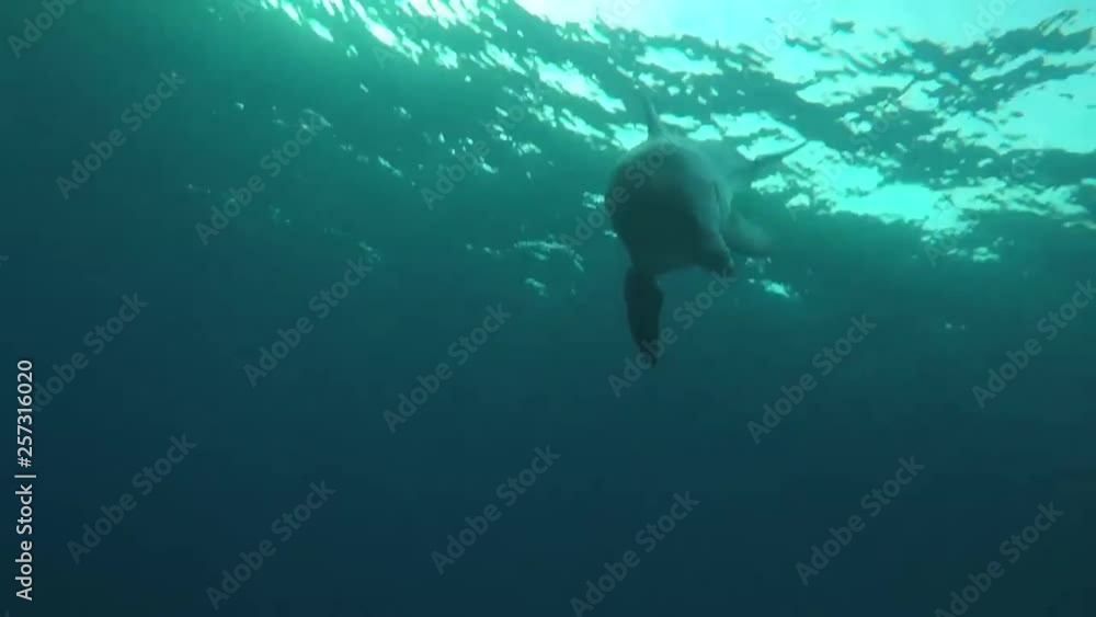 Dolphins swimming in the Red Sea, Eilat Israel Dolphins swimming in the Red Sea, Eilat Israel