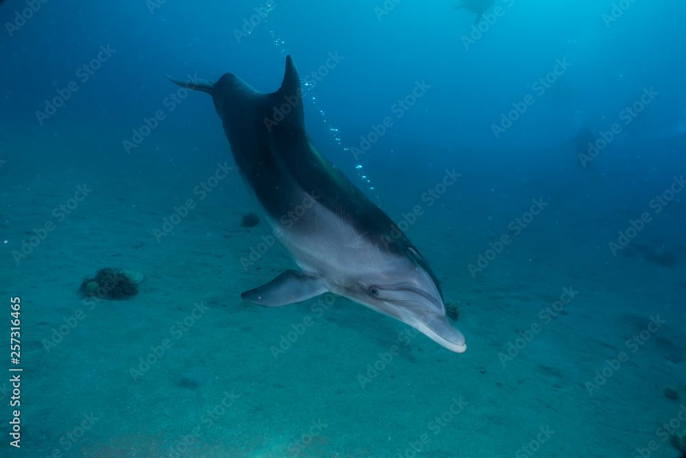 Fototapeta premium Dolphin swimming with divers in the Red Sea, Eilat Israel