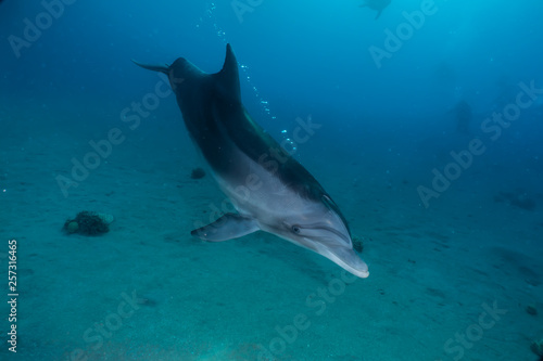 Dolphin swimming with divers in the Red Sea, Eilat Israel