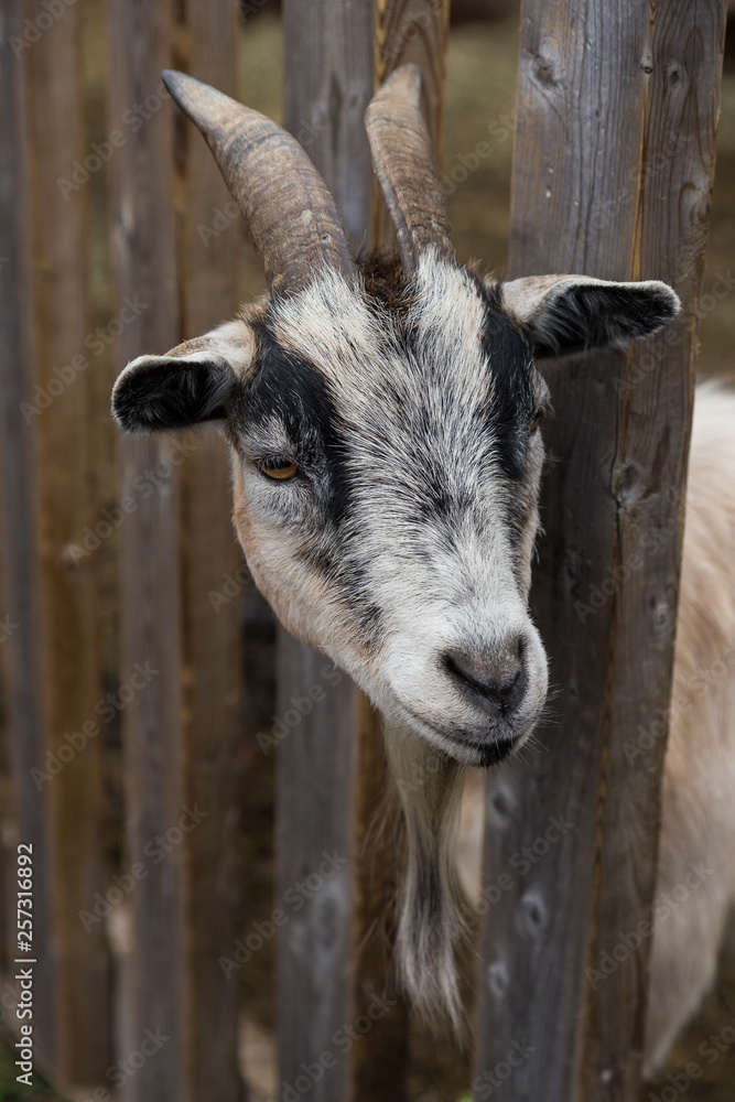 Vertical closeup of pretty black and white bearded goat poking its head through a natural wood fence Vertical closeup of pretty black and white bearded goat poking its head through a natural wood fence