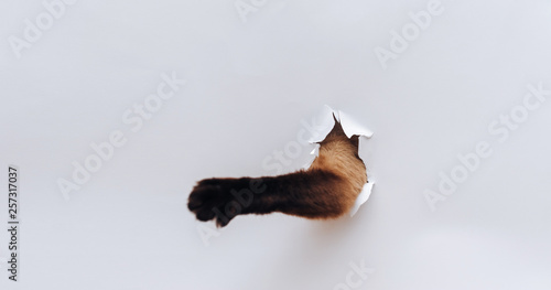 Canvas Print Paw of an animal on a white background with a hole