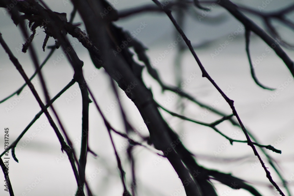 Branches Branches