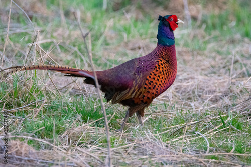 Pheasant looking in a forest