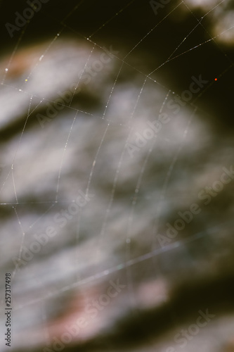 Macro World of Mother Nature - Cobweb Spider Macro view.