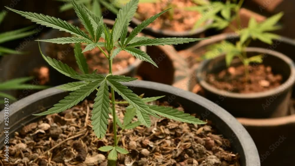 Cinematic shot of marijuana cannabis weed plants growing farm in Thailand. Shot in 4K. Cinematic shot of marijuana cannabis weed plants growing farm in Thailand. Shot in 4K.