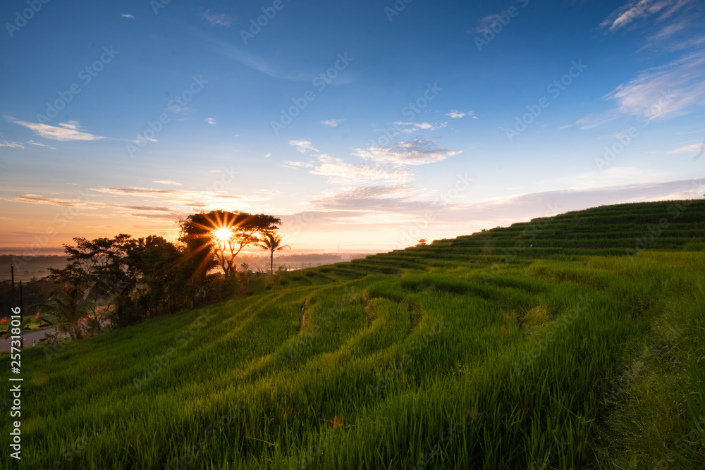Fototapeta premium Green Terrace Rice field in Indonesia