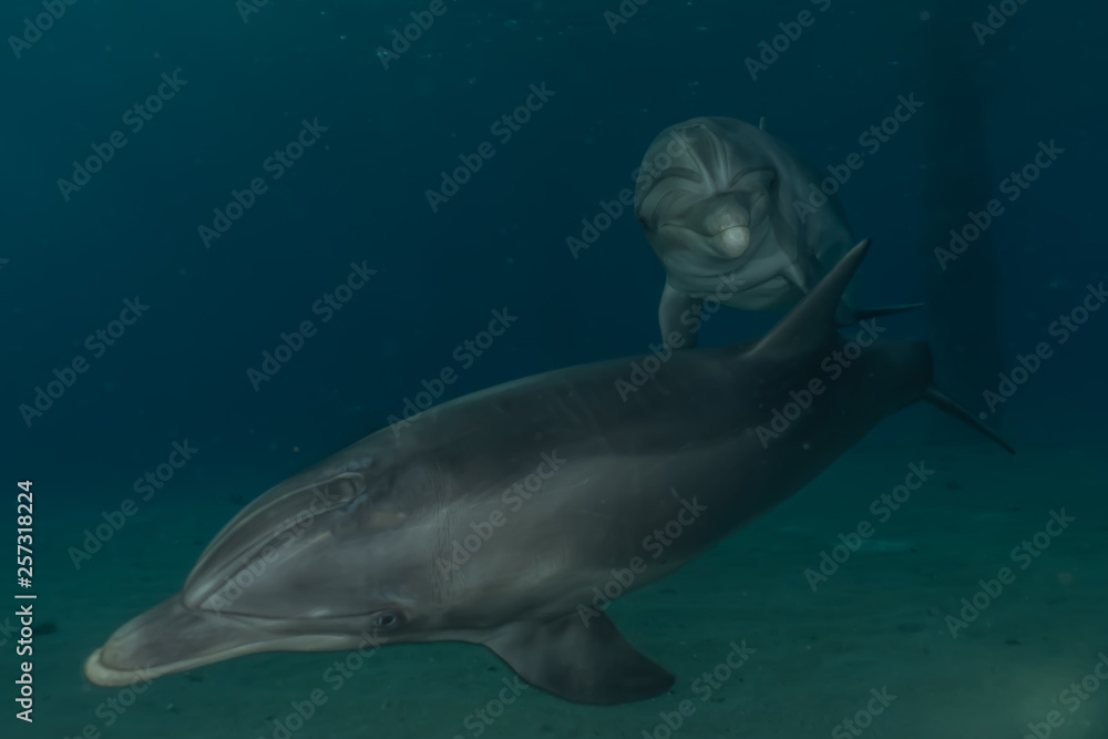 Fototapeta premium Dolphins swimming in the Red Sea, Eilat Israel 