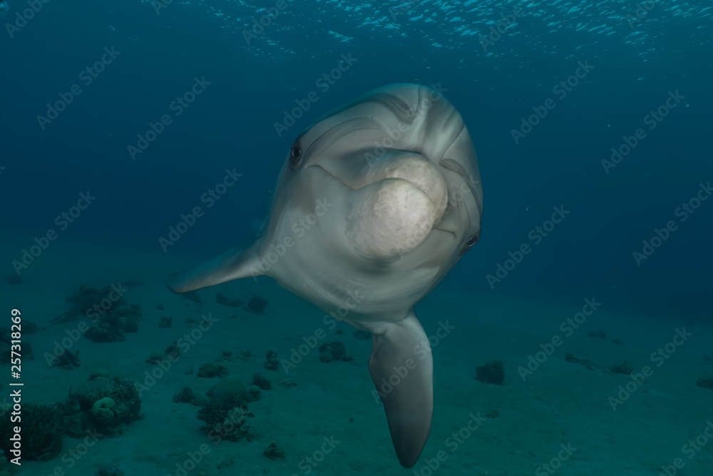 Naklejka premium Dolphin swimming with divers in the Red Sea, Eilat Israel