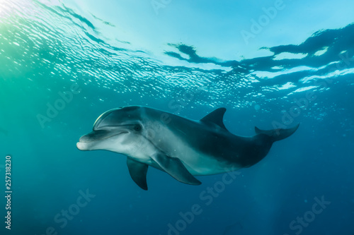 Dolphin swimming with divers in the Red Sea, Eilat Israel © yeshaya
