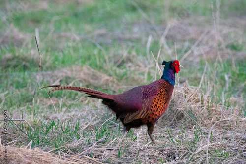 Pheasant on the meadow