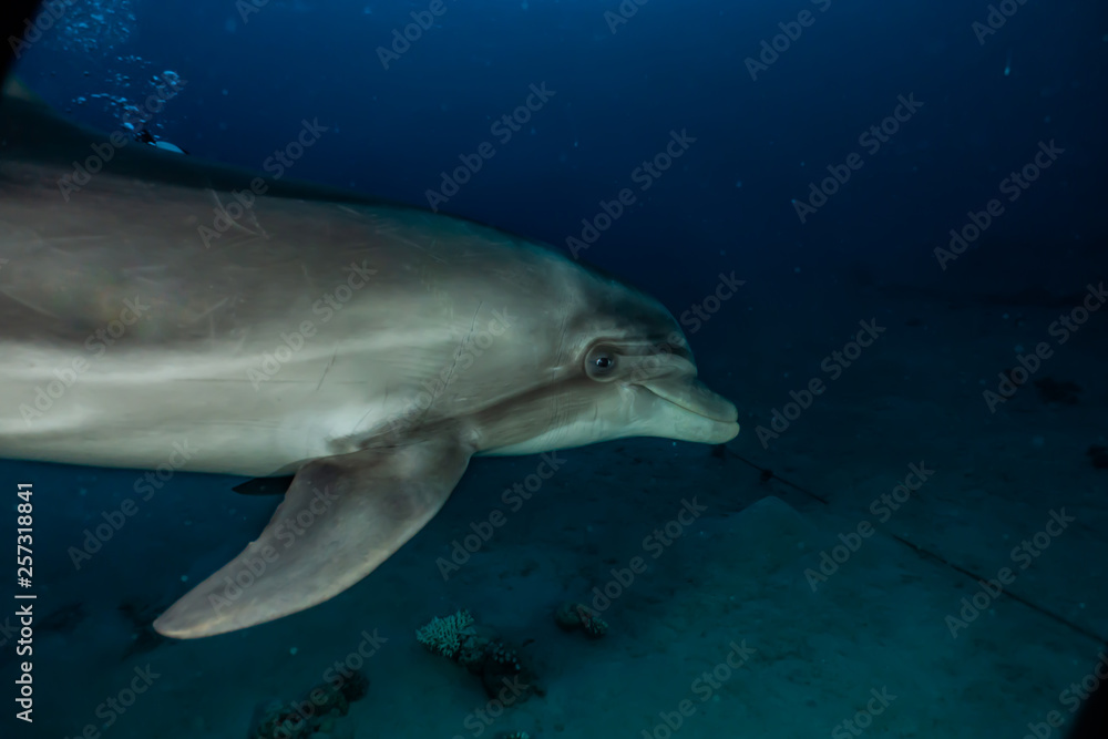 Obraz premium Dolphin swimming with divers in the Red Sea, Eilat Israel