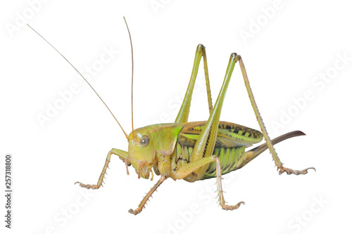 Doe of grasshopper 7