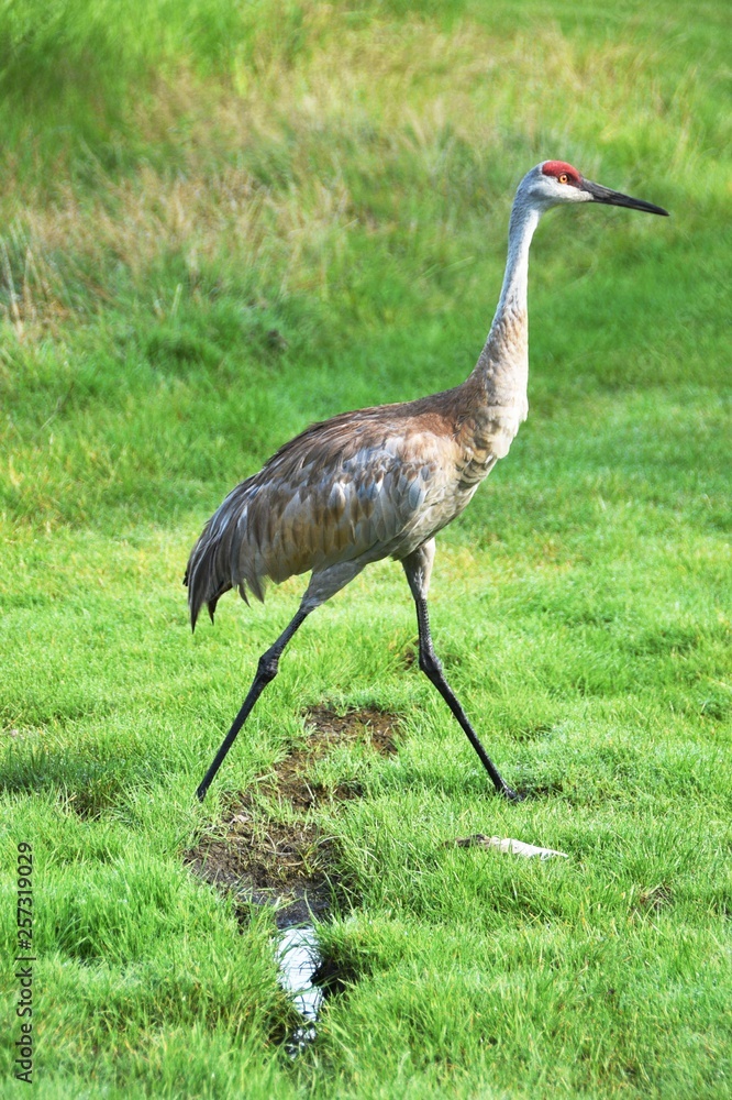 Fototapeta premium Walking Sanhill Crane