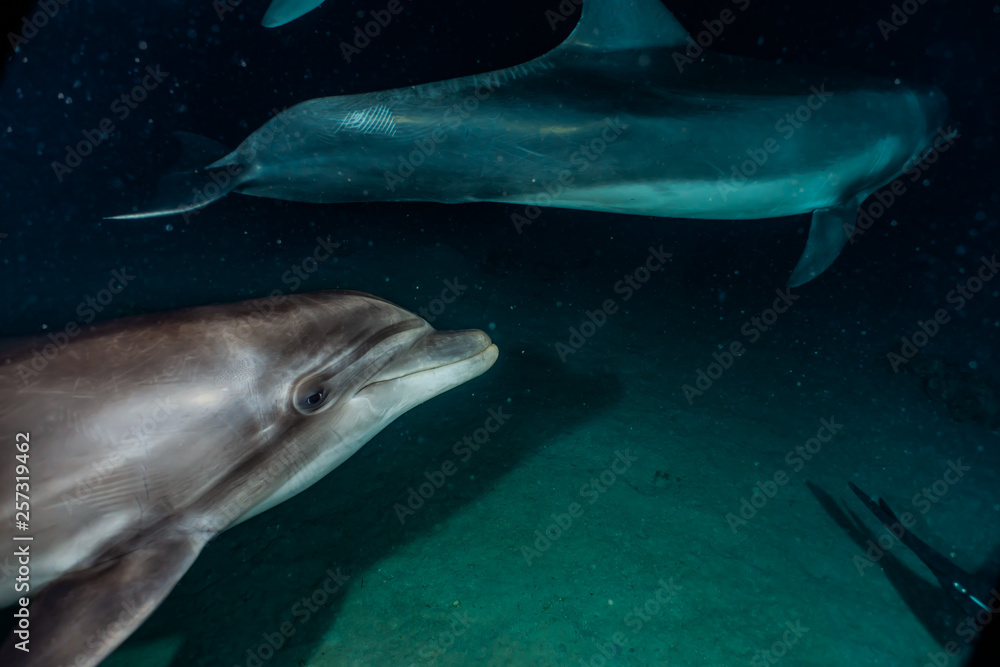Naklejka premium Dolphins swimming in the Red Sea, Eilat Israel