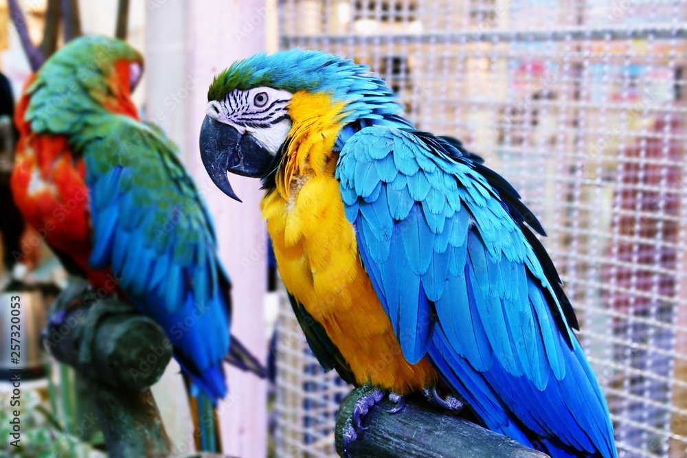 Obraz premium Cute Funny parrot stand At A Pet Store
