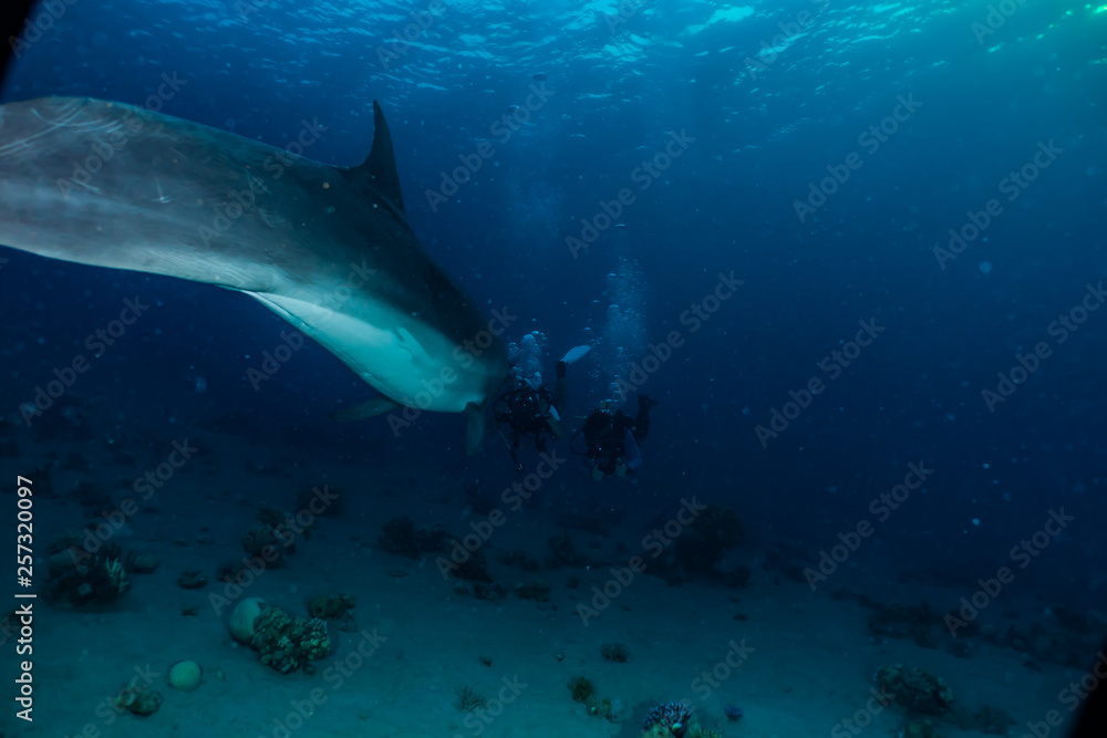 Fototapeta premium Dolphin swimming with divers in the Red Sea, Eilat Israel