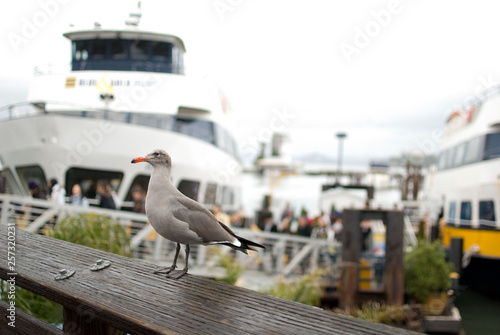 Seagull in Harbor