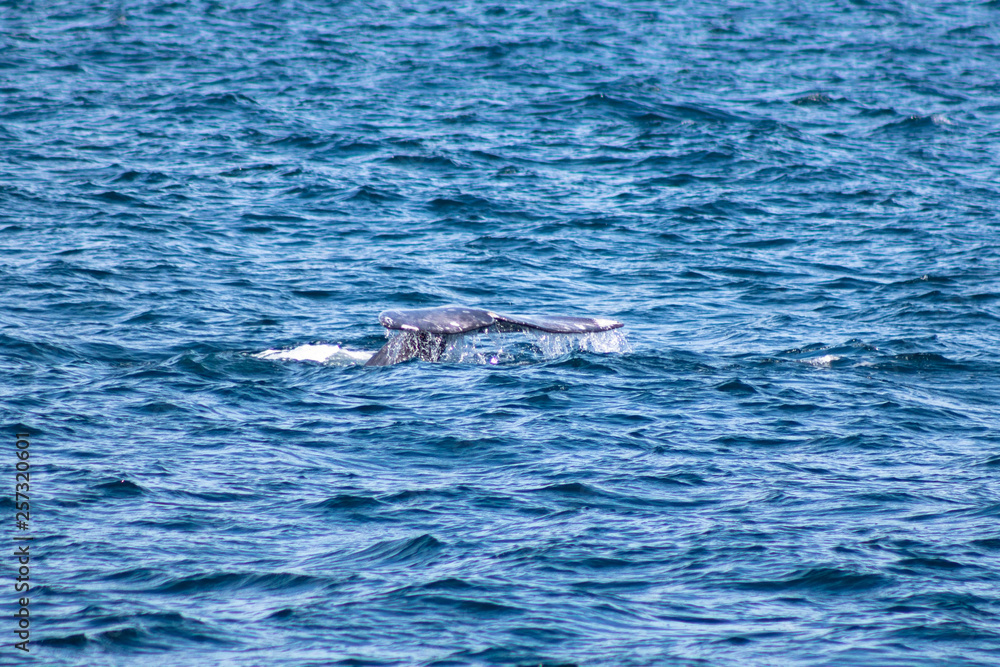 Fototapeta premium Whale flipping its tale