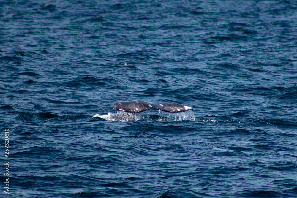 Fototapeta premium Whale flipping its tale