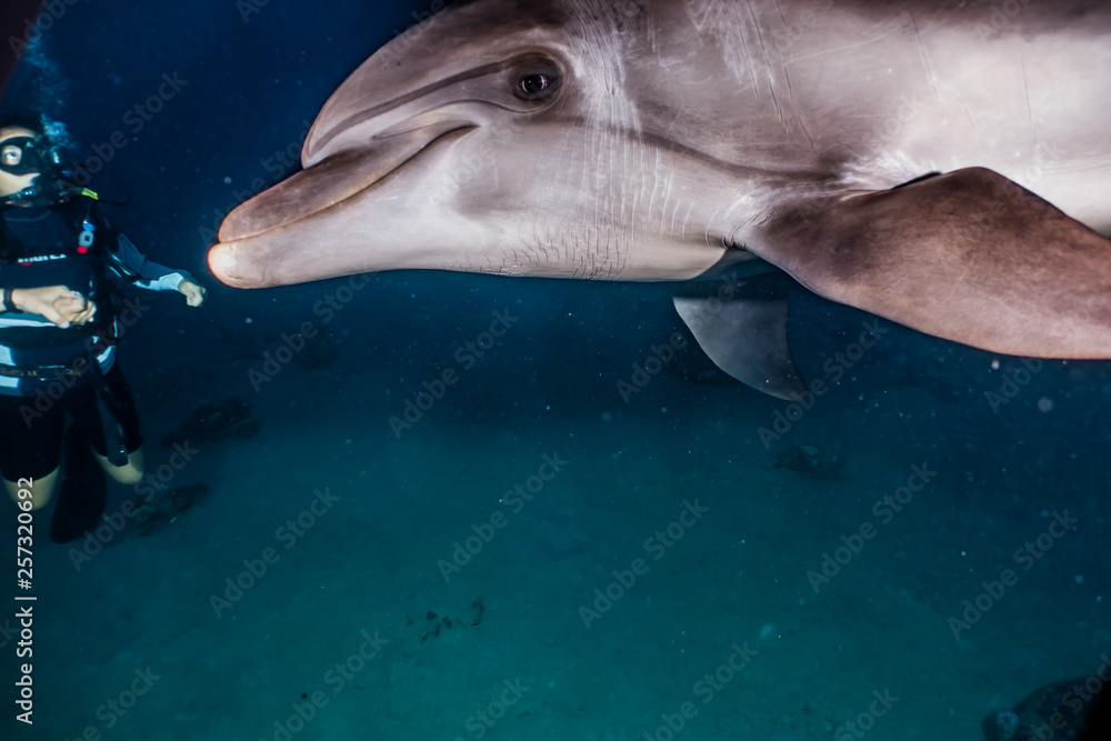 Naklejka premium Dolphin swimming with divers in the Red Sea, Eilat Israel