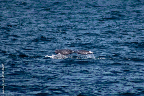 Whale flipping its tale