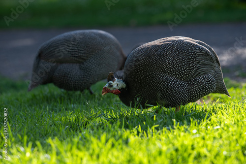 guni fowl photo