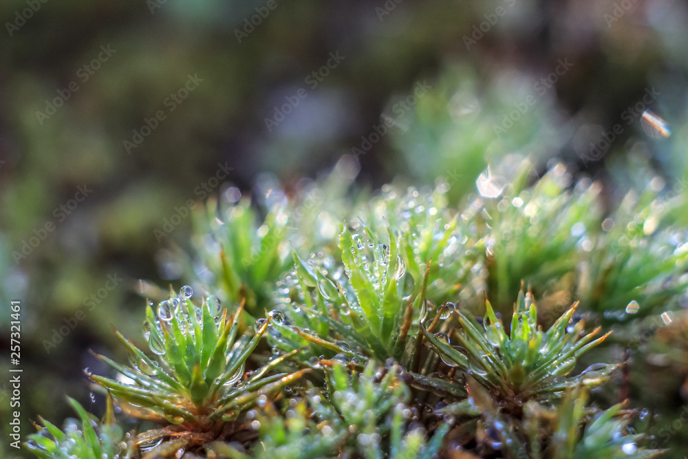 Beautiful close-up of abstract dew diamond drops on a dry plant with variable focus and blurred background in the rays of the rising sun in forest. Blur and soft focus. Beautiful close-up of abstract dew diamond drops on a dry plant with variable focus and blurred background in the rays of the rising sun in forest. Blur and soft focus.