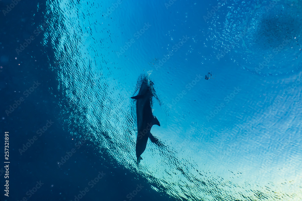Dolphin swimming with divers in the Red Sea, Eilat Israel Dolphin swimming with divers in the Red Sea, Eilat Israel