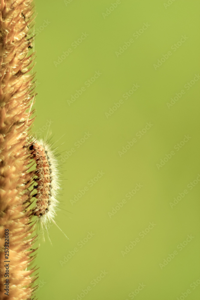 funny hairy caterpillar close-up crawling up on a yellow dry blade of grass on a bright green background on a bright Sunny day. Soft focus and copy space