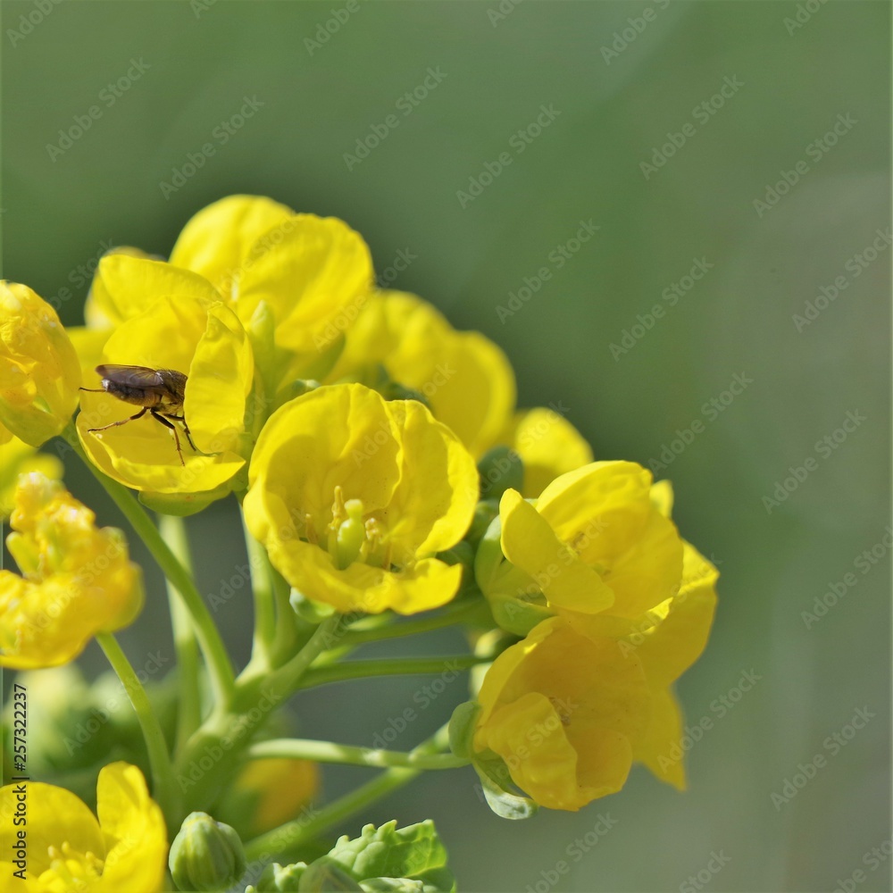 菜の花に集る昆虫 菜の花に集る昆虫