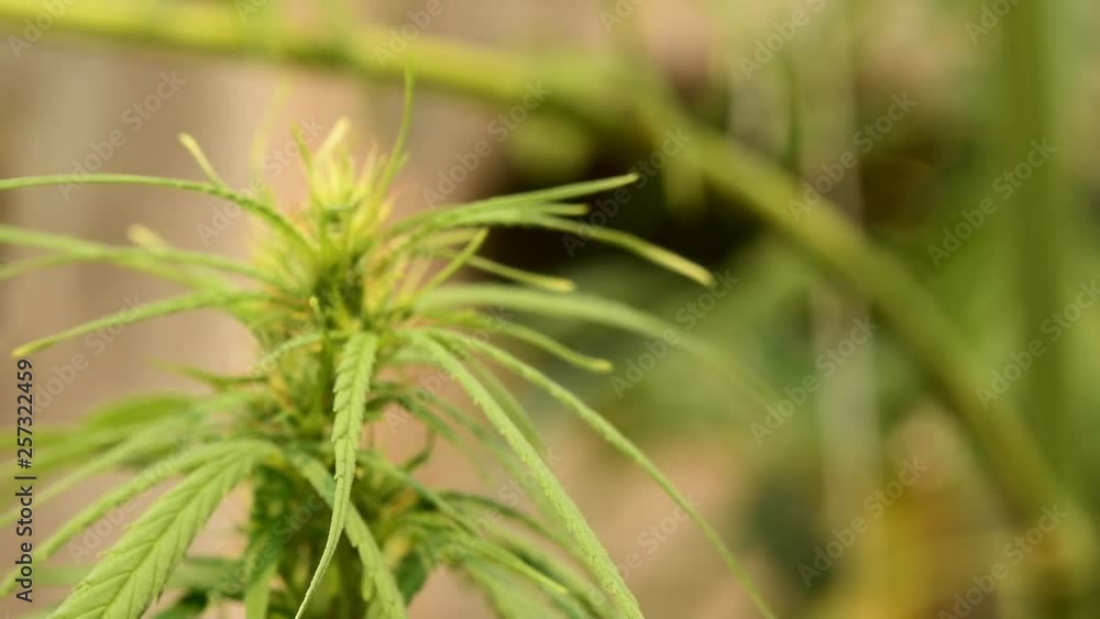 Cinematic shot of marijuana cannabis weed plants growing farm in Thailand. Shot in 4K. Cinematic shot of marijuana cannabis weed plants growing farm in Thailand. Shot in 4K.